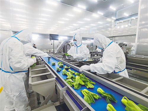 打造國內首批現代化凈菜加工樣板生產基地 探訪永登甘味安全凈菜超級工廠